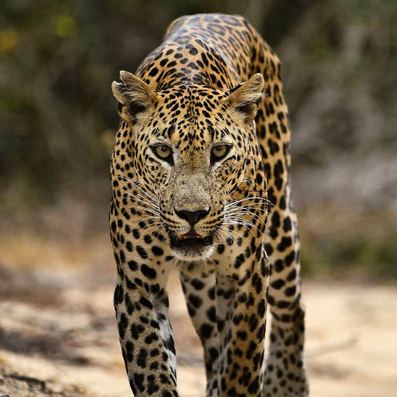 Sri Lanka best destination